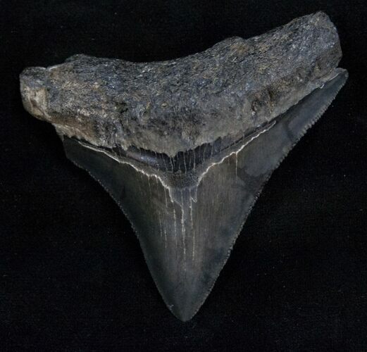 Sharp Posterior Megalodon Tooth #13691